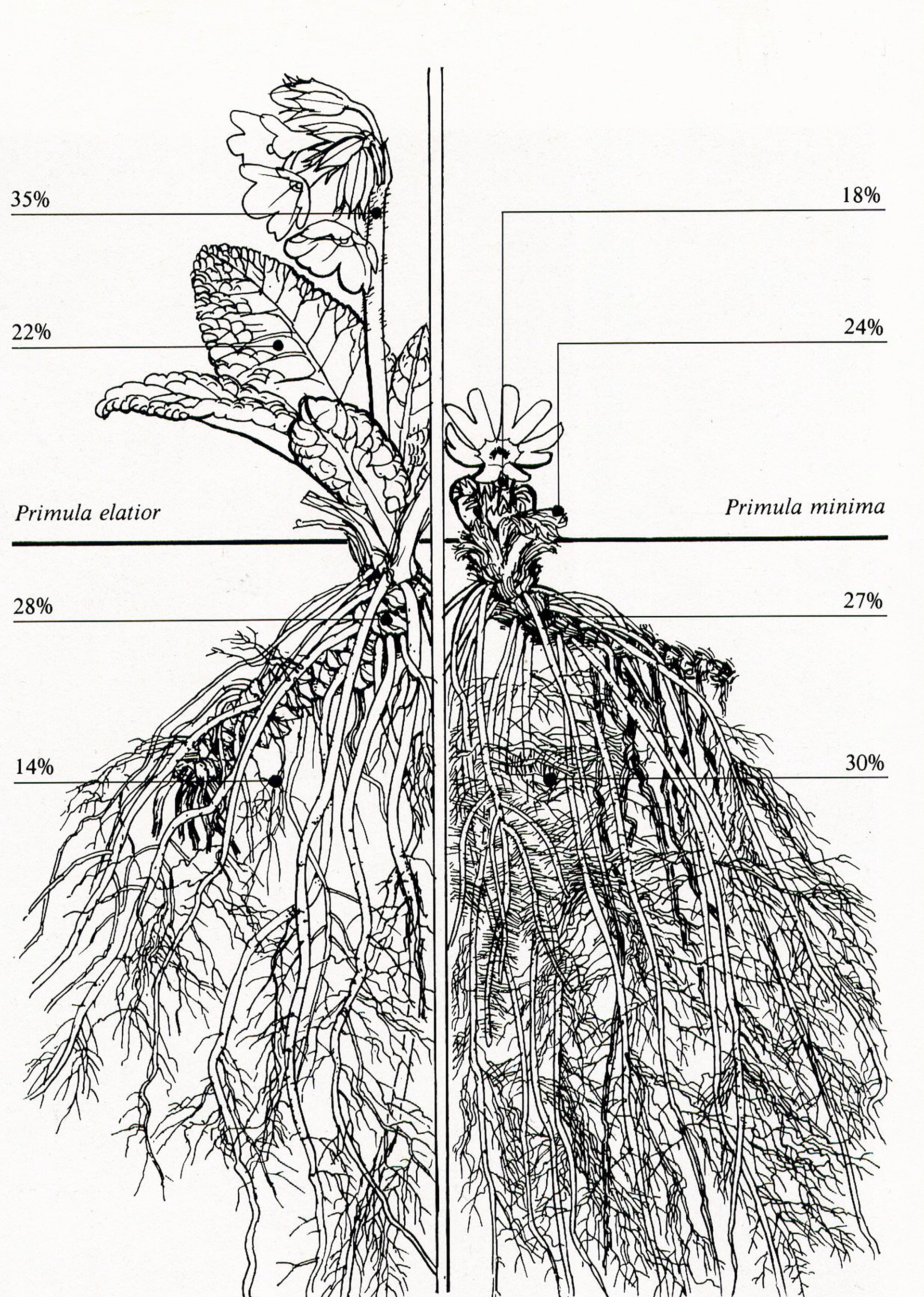 Comparaisons de systèmes racinairesLes plantes de haute altitude, et en particulier dans les milieux détritiques, ont des systèmes racinaires très étendus pour assurer un meilleur ancrage au sol et pour absorber l’eau et les nutriments nécessaires, ces sols étant très drainés.Primula elatior, en moyenne plus grande, vit jusqu’à 1 800 m d’altitude. Primula minima, qui ne mesure que 2 à 5 cm, vit entre 2 000 m et 2 700 m d’altitude.